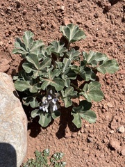 Pediomelum castoreum