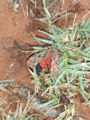 Fulgoridae