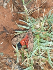 Fulgoridae