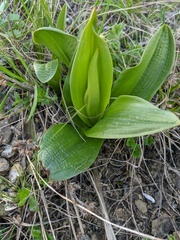 Himantoglossum caprinum