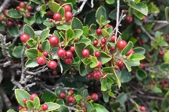 Rhamnus alaternus