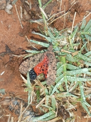 Fulgoridae
