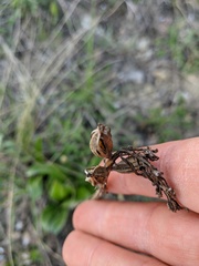 Himantoglossum caprinum