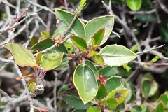 Rhamnus alaternus