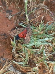 Fulgoridae