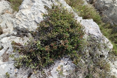 Rhamnus alaternus