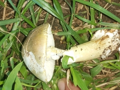 Amanita phalloides