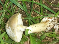 Amanita phalloides
