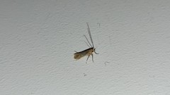 Lepidoptera