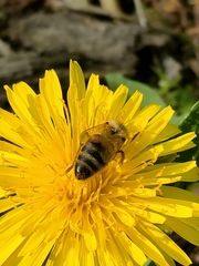 Apis mellifera