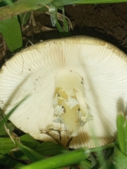 Amanita phalloides
