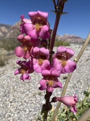 Penstemon bicolor roseus