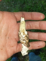 Amanita phalloides