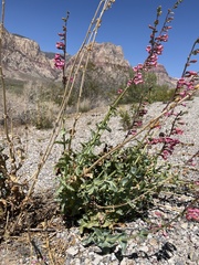 Penstemon bicolor roseus