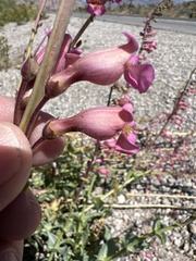 Penstemon bicolor roseus