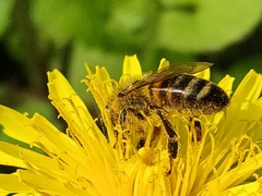 Apis mellifera
