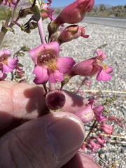 Penstemon bicolor roseus