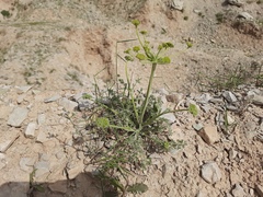 Zosima absinthifolia