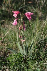 Gladiolus mortonius