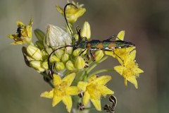 Anubis clavicornis