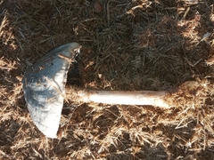 Panaeolus antillarum