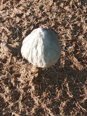 Panaeolus antillarum