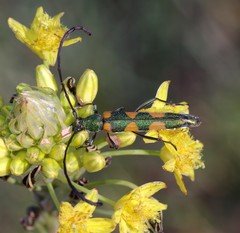 Anubis clavicornis