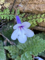 Streptocarpus meyeri