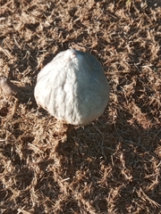 Panaeolus antillarum