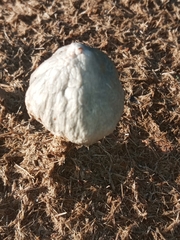 Panaeolus antillarum