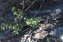 Diospyros lycioides lycioides