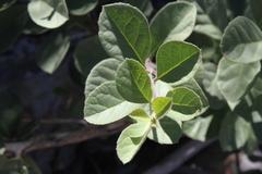 Diospyros lycioides lycioides
