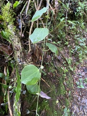 Passiflora membranacea