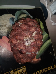 Cronartium conigenum