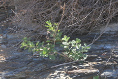 Diospyros lycioides lycioides