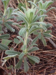 Ajuga iva