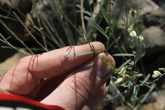 Polygala guerichiana