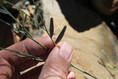 Polygala guerichiana