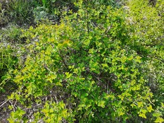 Lonicera iberica