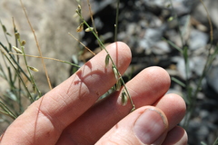 Polygala guerichiana