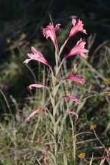 Gladiolus mortonius
