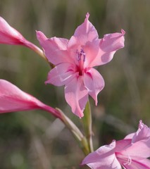 Gladiolus mortonius