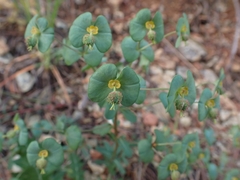 Euphorbia apios