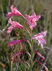 Gladiolus mortonius