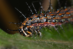 Dione vanillae