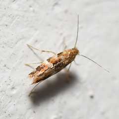 Cameraria ohridella