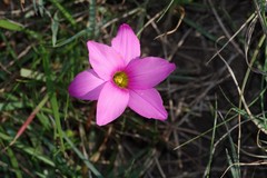 Romulea autumnalis
