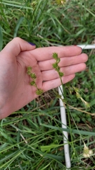 Carex tetrastachya