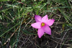 Romulea autumnalis