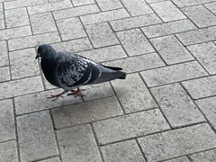 Columba livia domestica